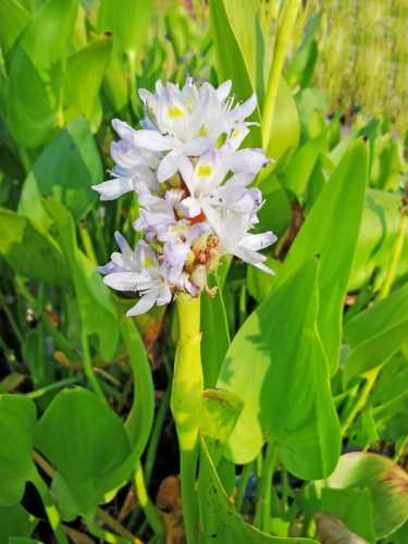 Preview: Hechtkraut weiß - Pontederia cordata Alba